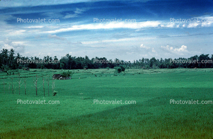 Rice Fields, Island of Bali