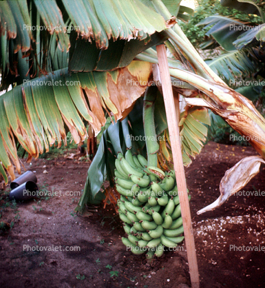 Banana Farming, Harvesting