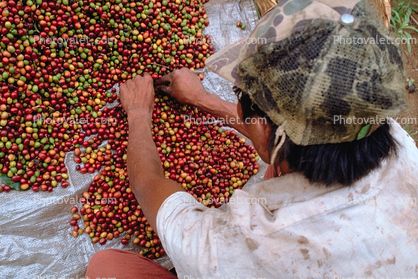 Coffee Bean, Harvesting, Processing, Man, Male, worker, manual labor