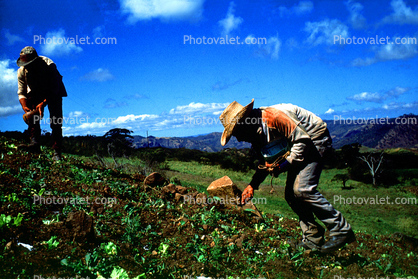 Planting, seedlings, man, men, workers, manual labor, hats, hills
