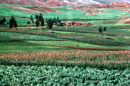 Hill, Mountain, Valley, trees