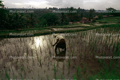 Man, Male, Worker, manual labor, hat, people, person, Rice Terraces, Terraced Rice Patties