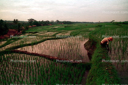 Man, Male, Worker, manual labor, hat, people, person, Rice Terraces, Terraced Rice Patties