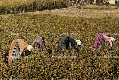 Peasant Farming, 1890's