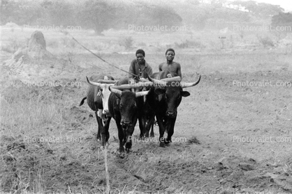 Man and Oxen tilling the soil, Plow, Plowing, Chibi, Zimbabwe