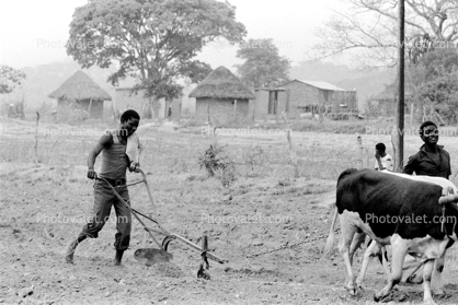 Man and Oxen tilling the soil, Chibi, Zimbabwe