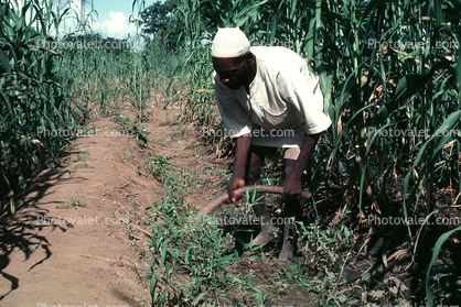 Corn Stalks, Field, Cornfield, Man Irrigating, Corn
