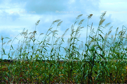 Corn Stalks, Field, Cornfield, Corn