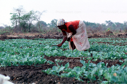 Woman Tending the Plants, Madzongwe, Zimbabwe