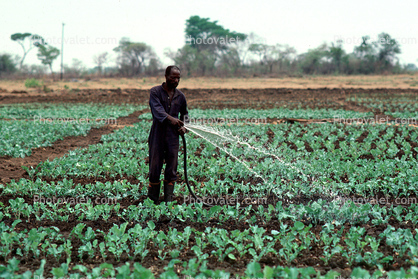 Man Watering Plants, Madzongwe, Zimbabwe