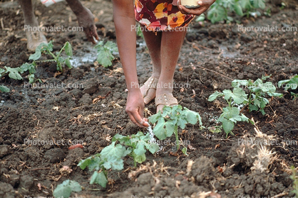 Woman Sowing Seed, Planting, Madzongwe, Zimbabwe