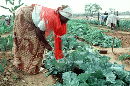 Woman Tending a Farmfield
