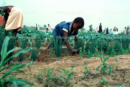Girl Tending a Farmfield, Child Labor
