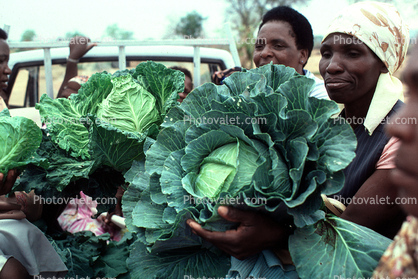 Women with Cabbage Harvest