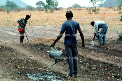 Men, Farmfield, Sowing Seed, Planting