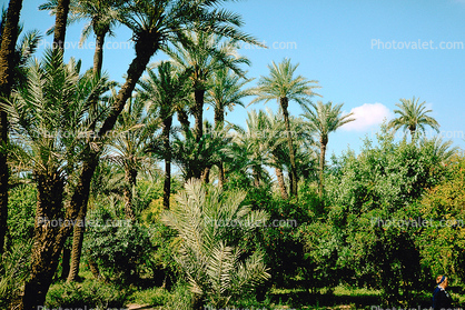 Date Grove, Palm Trees