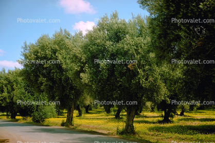 Olive Trees, near Marrakech