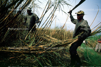 Sugar Cane Cutting, man, male, farmer, harvest, harvesting, machete