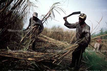 Sugar Cane Cutting, man, male, farmer, harvest, harvesting, machete