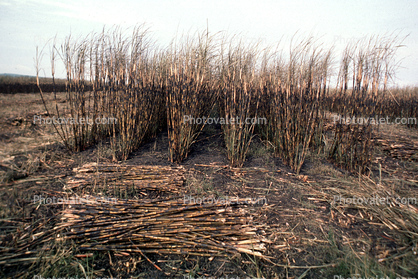 Sugar Cane Cutting