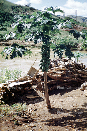 Papaya Tree, Mpozo River