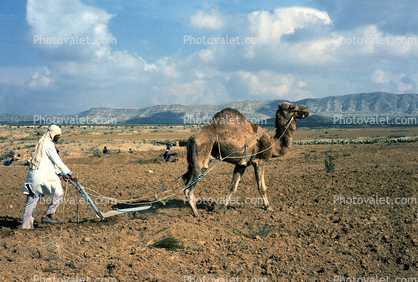Dromedary Camel, Plowing, Plow, man, male, worker, farmer, manual labor, Tilling, Kaironon, Tunisia, soil, dirt