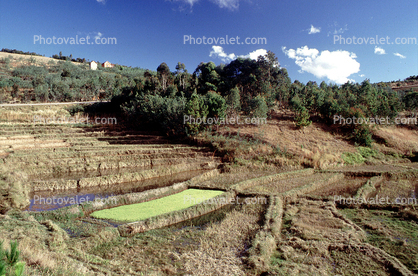 Ambositra, Madagascar, Rice Paddy, field, water