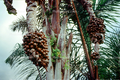 Coconut Tree, Sambava, Madagascar