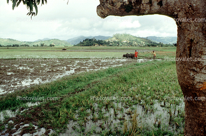 Plow, Plowing, man, male, farmer, manual labor, rice field, water, mud, dirt, near Andrapa, Madagascar