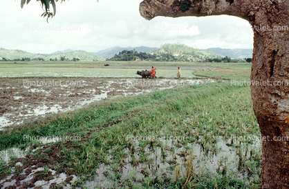 soil, dirt, mud, rice, Plow, Plowing, man, male, farmer, manual labor, near Andrapa, Madagascar