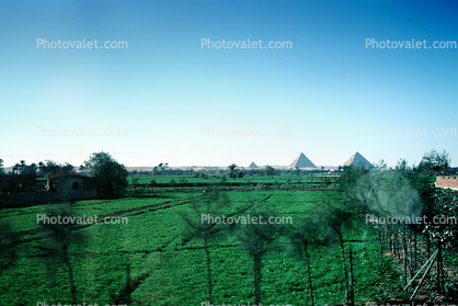 Farm Fileds, Great Pyramids of Giza, Egypt