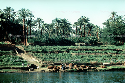 Palm Trees, Riverbank, Suez, Egypt