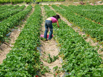 Strawberry Farming along the coast in Monterey County