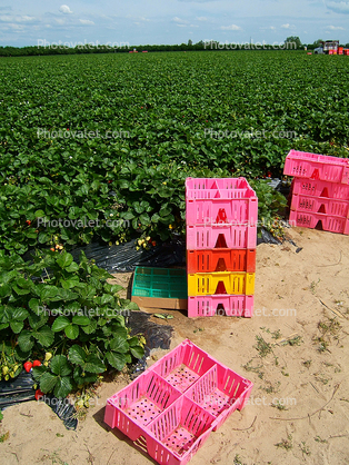 Strawberry Farming, Monterey Countym Central California Coast