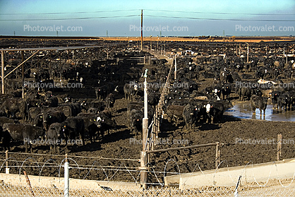 Cowschwitz, Cow Pens for Slaughter