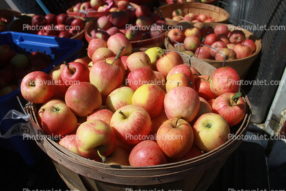 Buckets of Apples, harvest