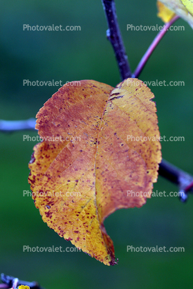 Apple Tree, Leaf, fall colors, Two-Rock, Sonoma County, autumn