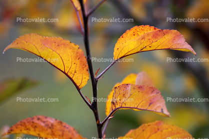 Apple Tree, Leaf, fall colors, Autumn leaves, leaves, twig, autumn