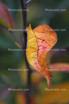 Apple Tree, Leaf, fall colors, Autumn, leaves, twig