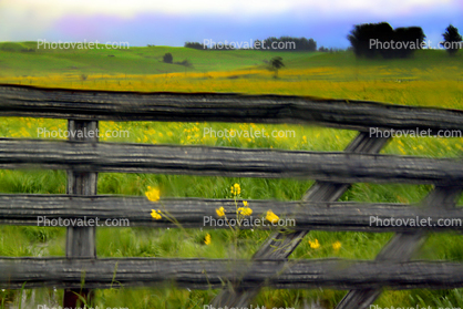 Gate, Mustard Flowers, Fields, Two-Rock, Sonoma County, California