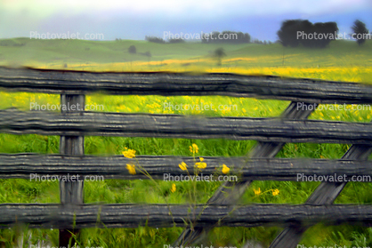 Mustard Flowers, Gate, Fields, Two-Rock, Sonoma County, California