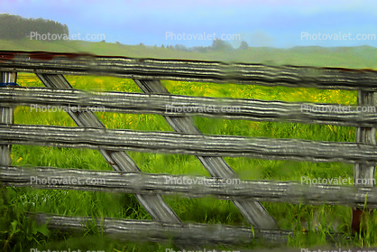 Gate, Fields, Two-Rock, Mustard Flowers, Sonoma County, California