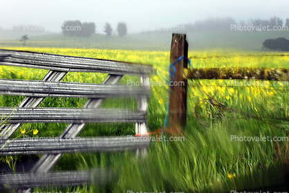 Gate, Fields, Mustard Flowers, Two-Rock, Sonoma County, California