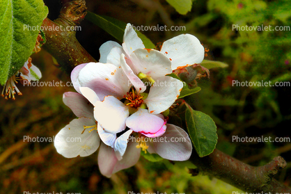Liberty Apple Blossom, Flower, Orchard, Springtime, Spring