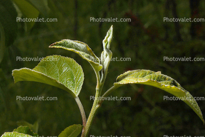 Liberty Apple Leaf, Springtime, Spring, leaves, twig
