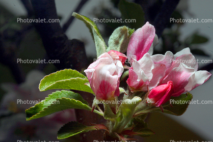 Cox's Orange Pippin Apple, Blossom, Flower, Springtime, Spring