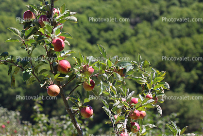 Apples, Leaves, Tree