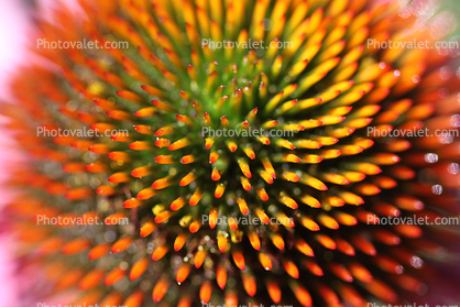 Echinacea Flower