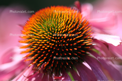 Echinacea Flower