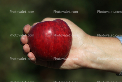 Red Gravenstein Apple, Hand